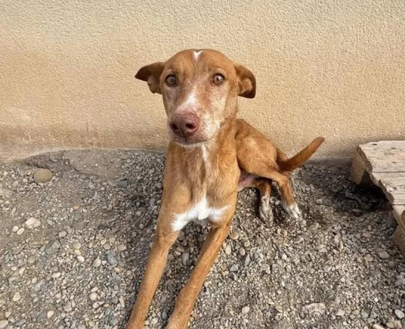 Adan, male puppy Podenco for adoption at La Huella Roja Almería