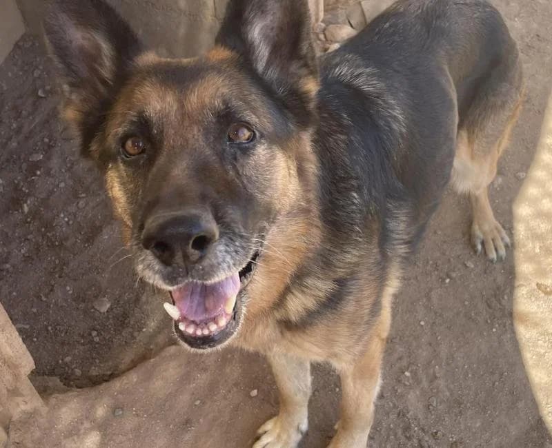 Agueda, female puppy German Shepherd for adoption at La Huella Roja Almería