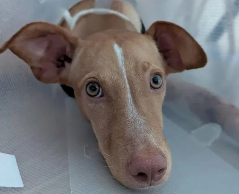 AISHA, female mixed breed for adoption at La Huella Roja Almería