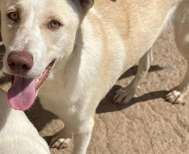 Alubia, female mixed breed for adoption at La Huella Roja Almería