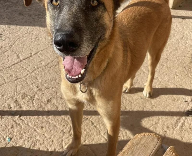 Besugo, male puppy mixed breed for adoption at La Huella Roja Almería