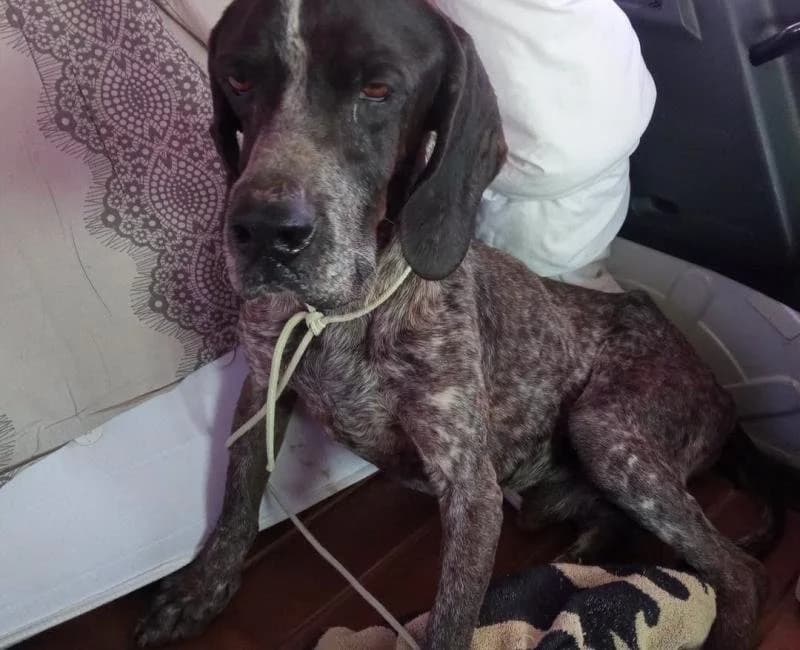 Borja, male mixed breed for adoption at La Huella Roja Almería