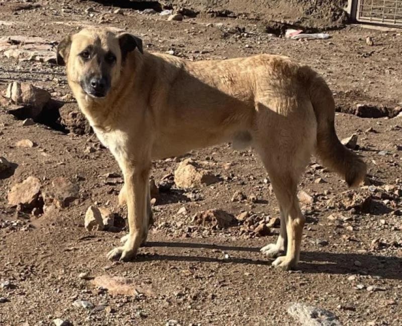 Bosco, male puppy mixed breed for adoption at La Huella Roja Almería