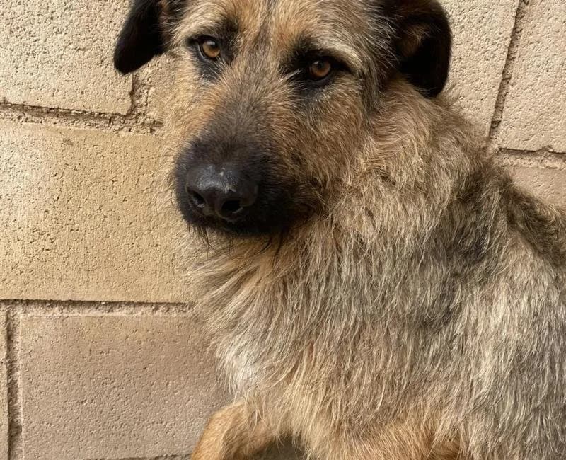 Casio, male 3yo mixed breed for adoption at La Huella Roja Almería