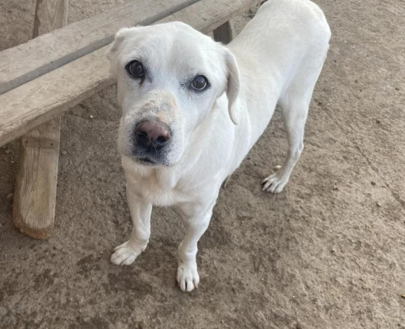 Dug, male puppy mixed breed for adoption at La Huella Roja Almería