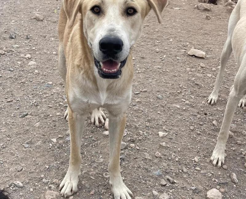 Duko, male 4yo mixed breed for adoption at La Huella Roja Almería