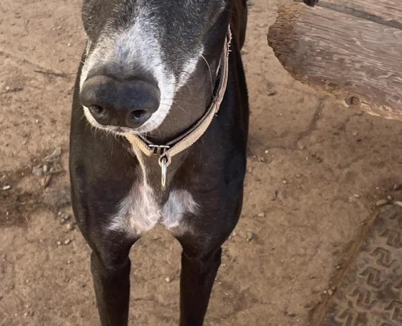 Edward, male puppy Galgo Español for adoption at La Huella Roja Almería
