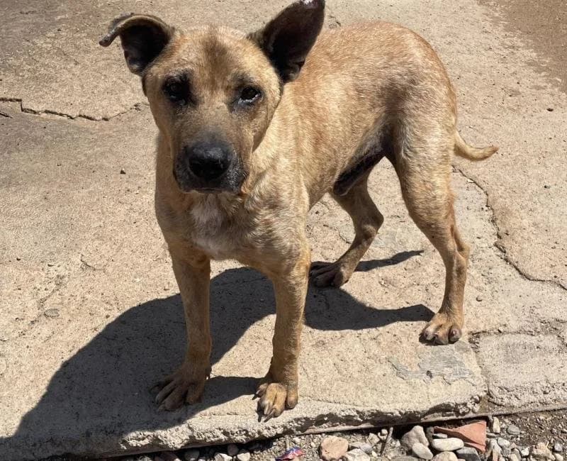 Galo, male puppy mixed breed for adoption at La Huella Roja Almería