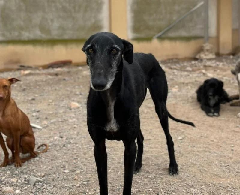 Jaron, male Galgo Español for adoption at La Huella Roja Almería