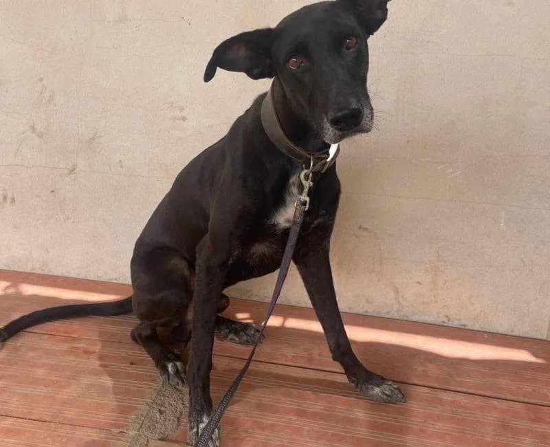 Jet, male senior mixed breed for adoption at La Huella Roja Almería