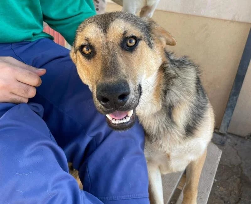 Klein, male puppy mixed breed for adoption at La Huella Roja Almería