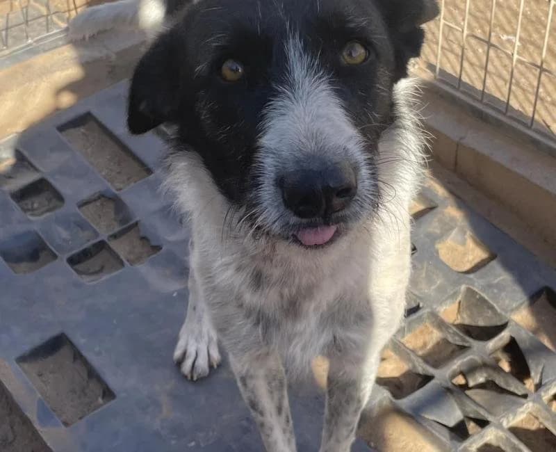 Marisa, female puppy mixed breed for adoption at La Huella Roja Almería