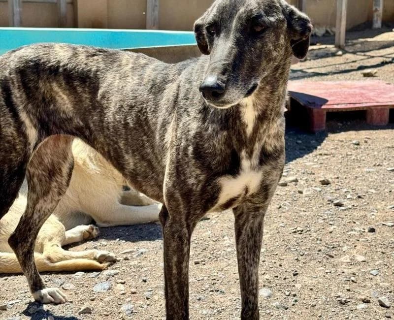 Moana, female puppy mixed breed for adoption at La Huella Roja Almería