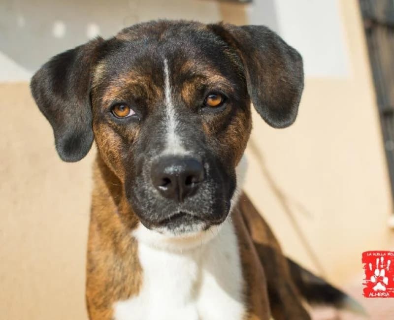 Moscu, male 6yo mixed breed for adoption at La Huella Roja Almería