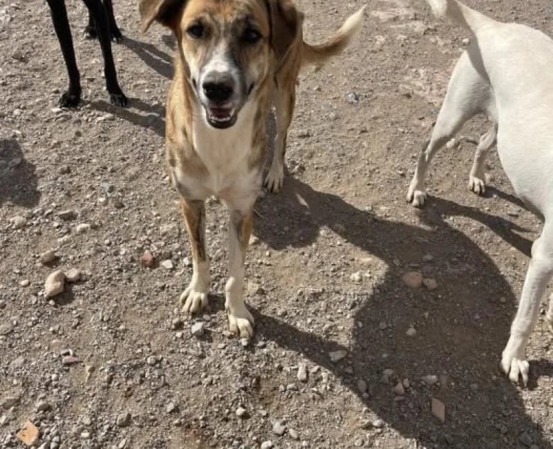 Muriel, female puppy mixed breed for adoption at La Huella Roja Almería