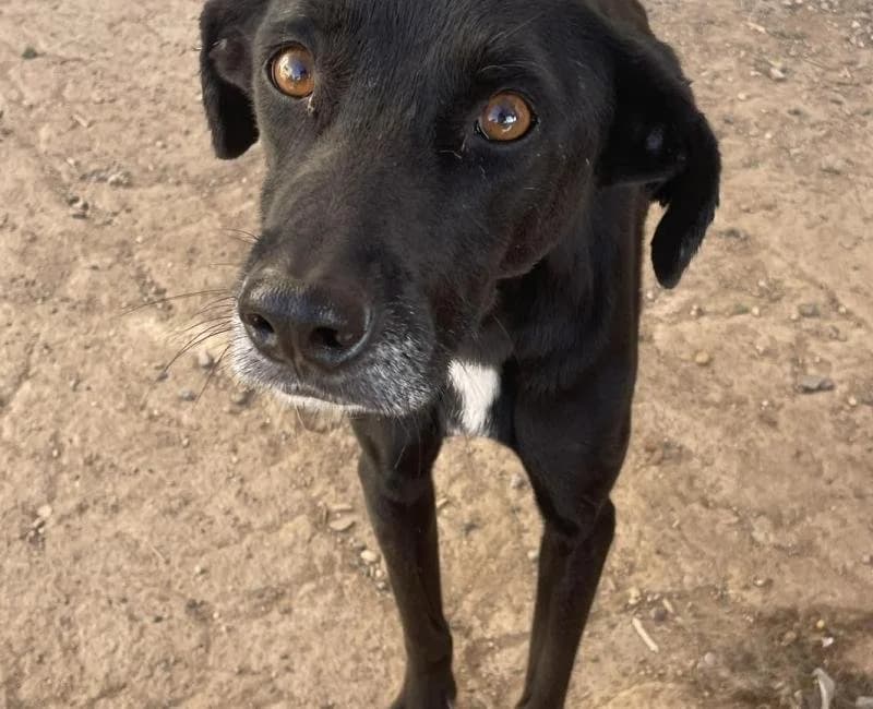 Owen, male puppy mixed breed for adoption at La Huella Roja Almería
