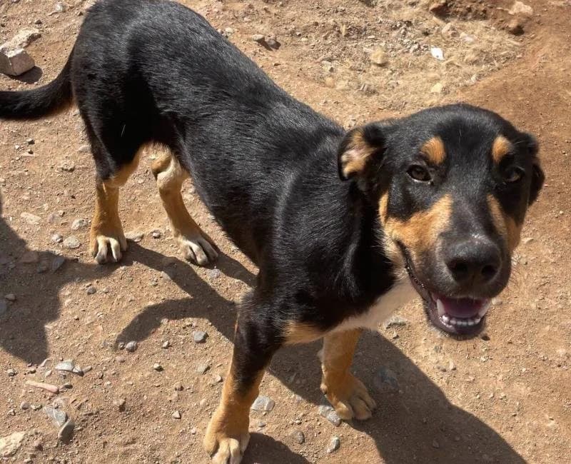 Pollo, male mixed breed for adoption at La Huella Roja Almería