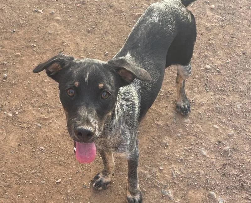 Soja, female mixed breed for adoption at La Huella Roja Almería