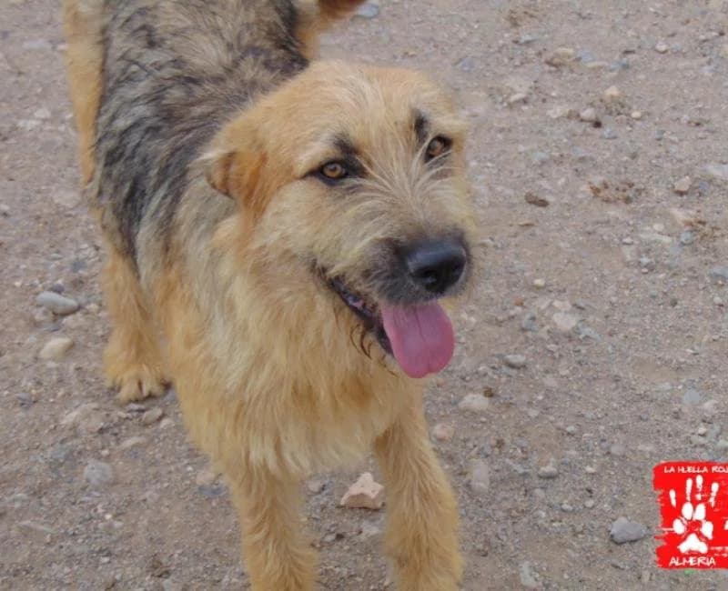 TWINGO, male puppy mixed breed for adoption at La Huella Roja Almería