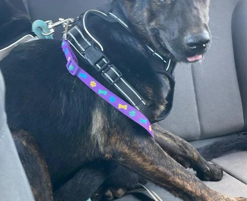 Vaca, female mixed breed for adoption at La Huella Roja Almería