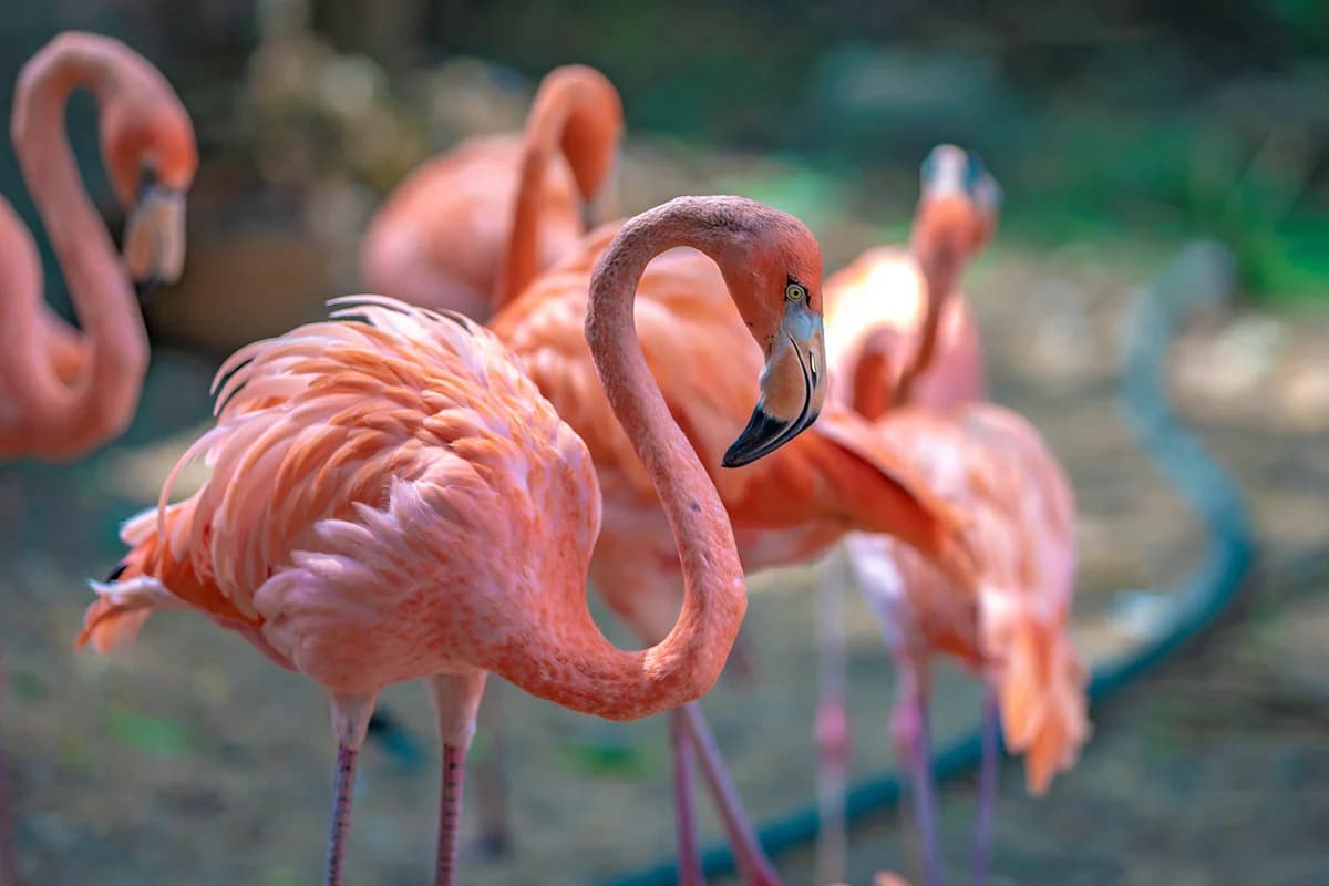 Cyclops,  4yo Mixed Breed for adoption at Saving Saints Rescue UK (Big Paws Welfare)