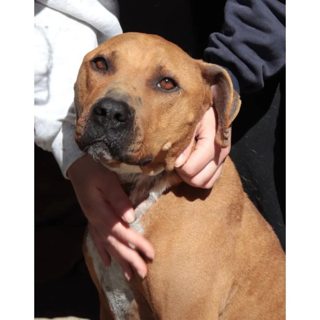 Marianne, female Mixed Breed for adoption at El Arca de Noé Albacete