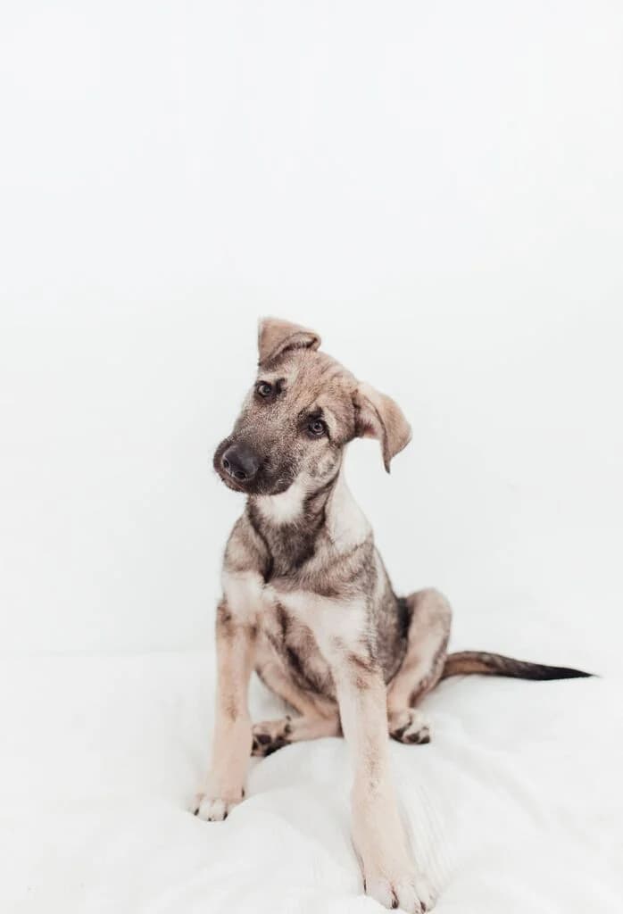 Atililla, male young Mixed Breed for adoption at El Arca de Noé Albacete