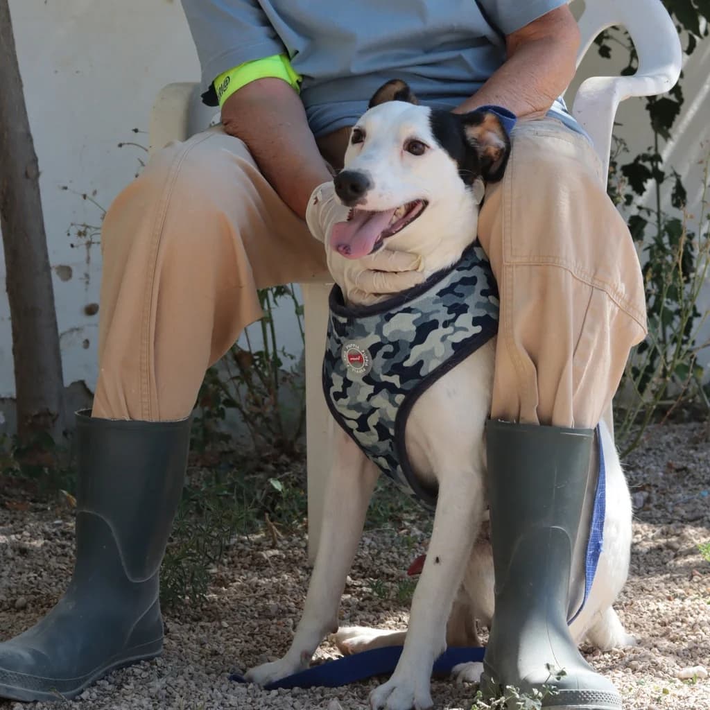 Pipo, male mixed breed for adoption at El Arca de Noé Albacete