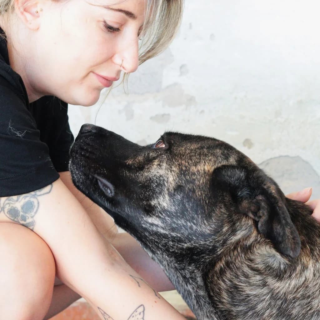 Ana, female Mixed Breed for adoption at El Arca de Noé Albacete