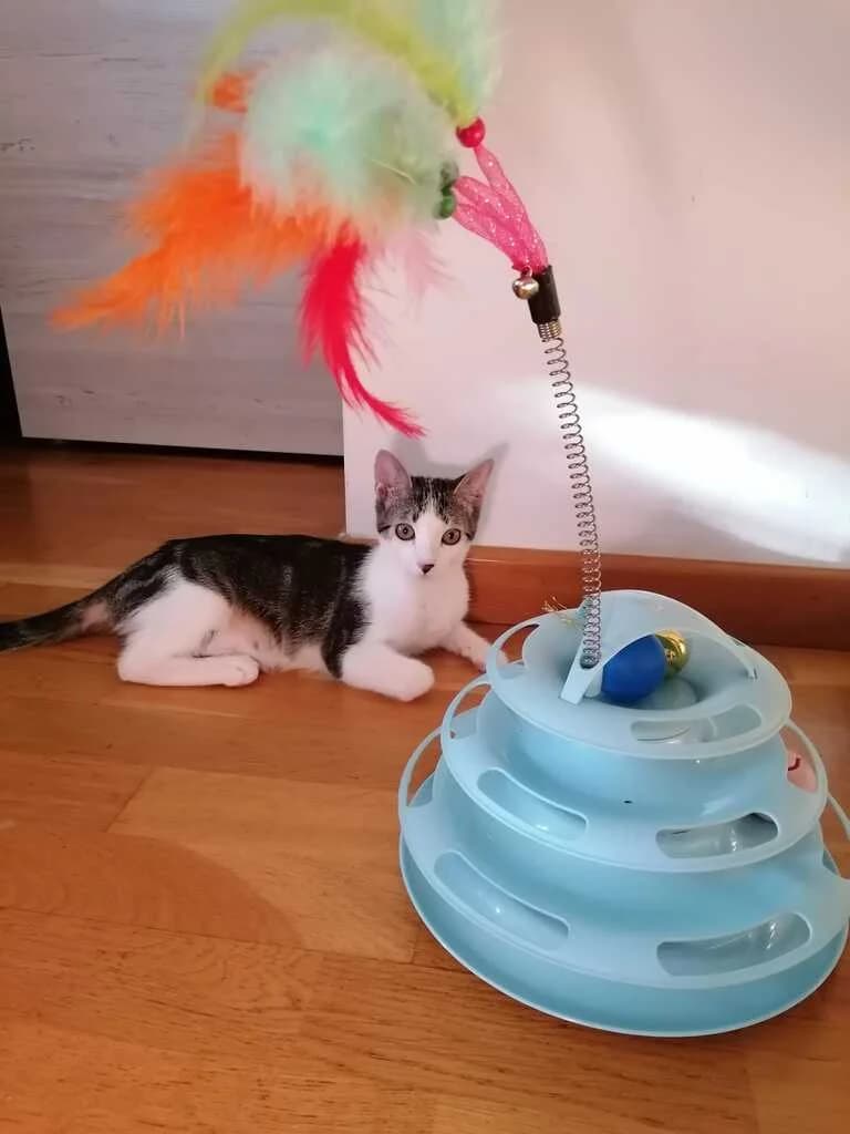 India, female Mixed Breed for adoption at El Arca de Noé Albacete