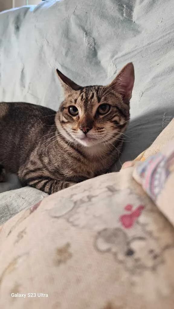 Rico, male Mixed Breed for adoption at El Arca de Noé Albacete