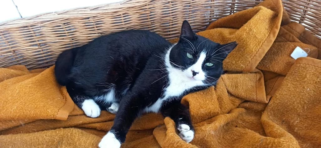 Cereza, female 5yo European Shorthair for adoption at El Arca de Noé Albacete