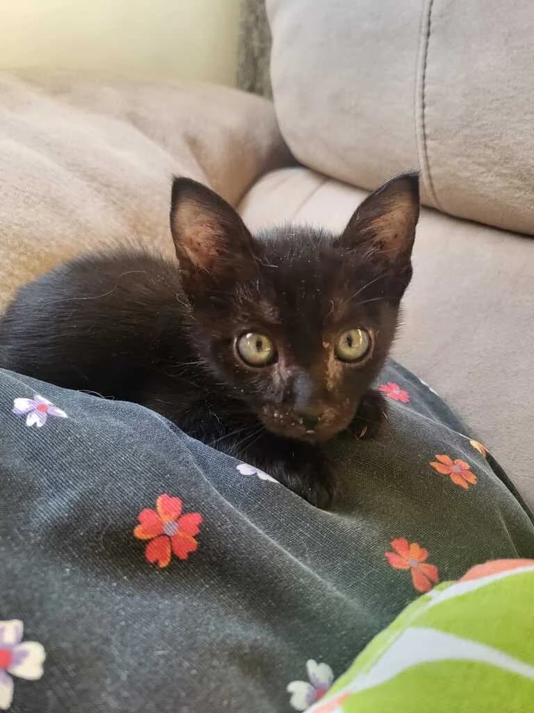 Coco, male Mixed Breed for adoption at El Arca de Noé Albacete