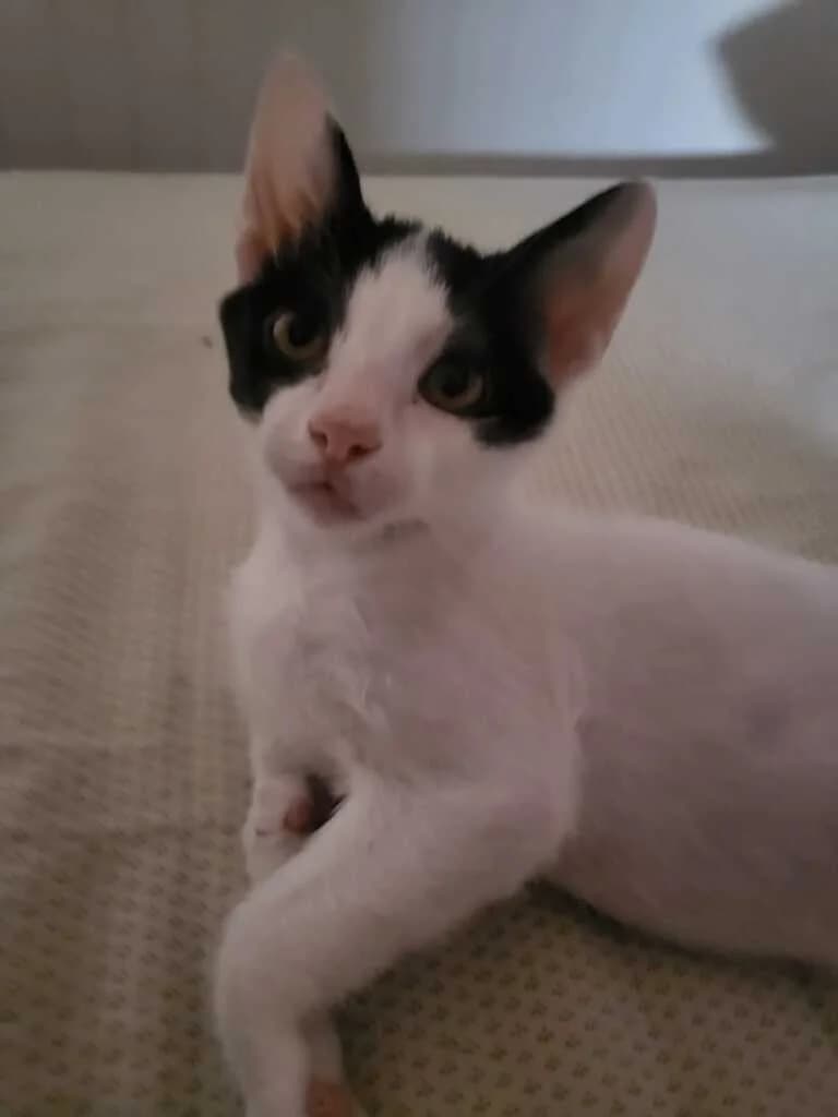 Chico, male Mixed Breed for adoption at El Arca de Noé Albacete