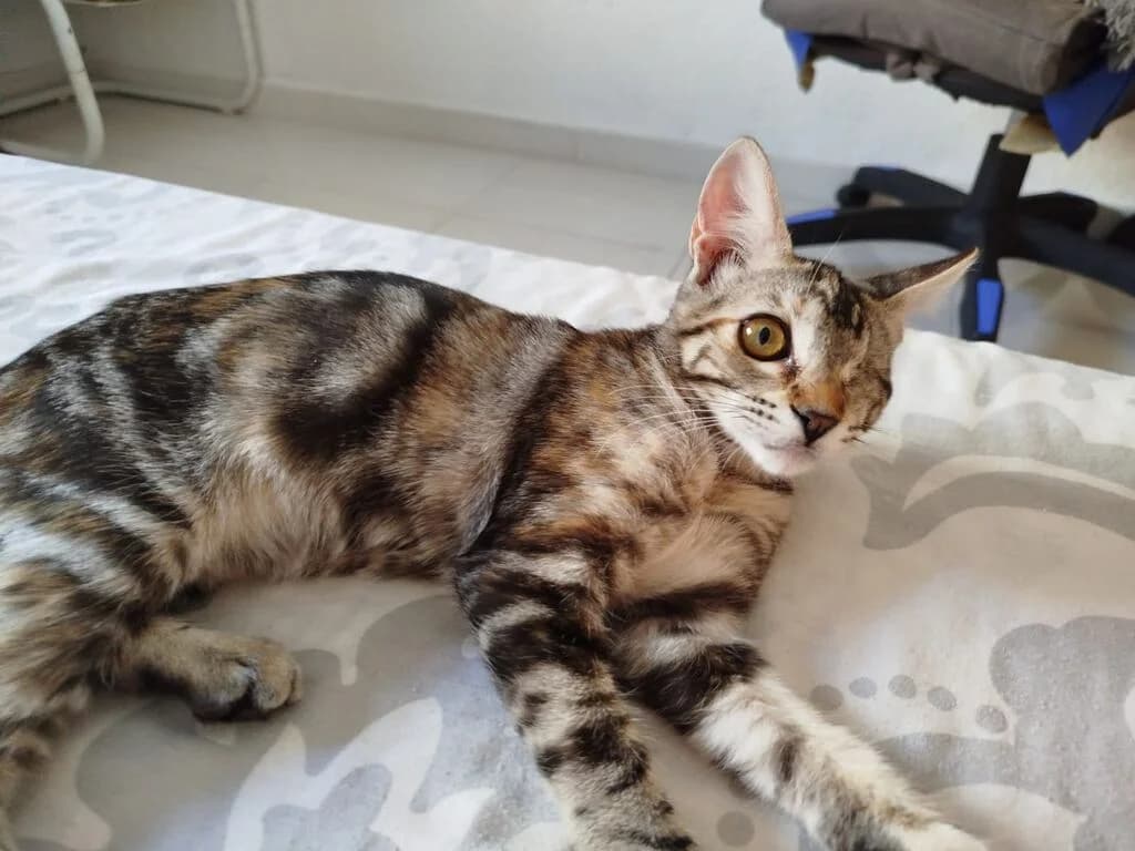 Sur & Canela, male Mixed Breed for adoption at El Arca de Noé Albacete