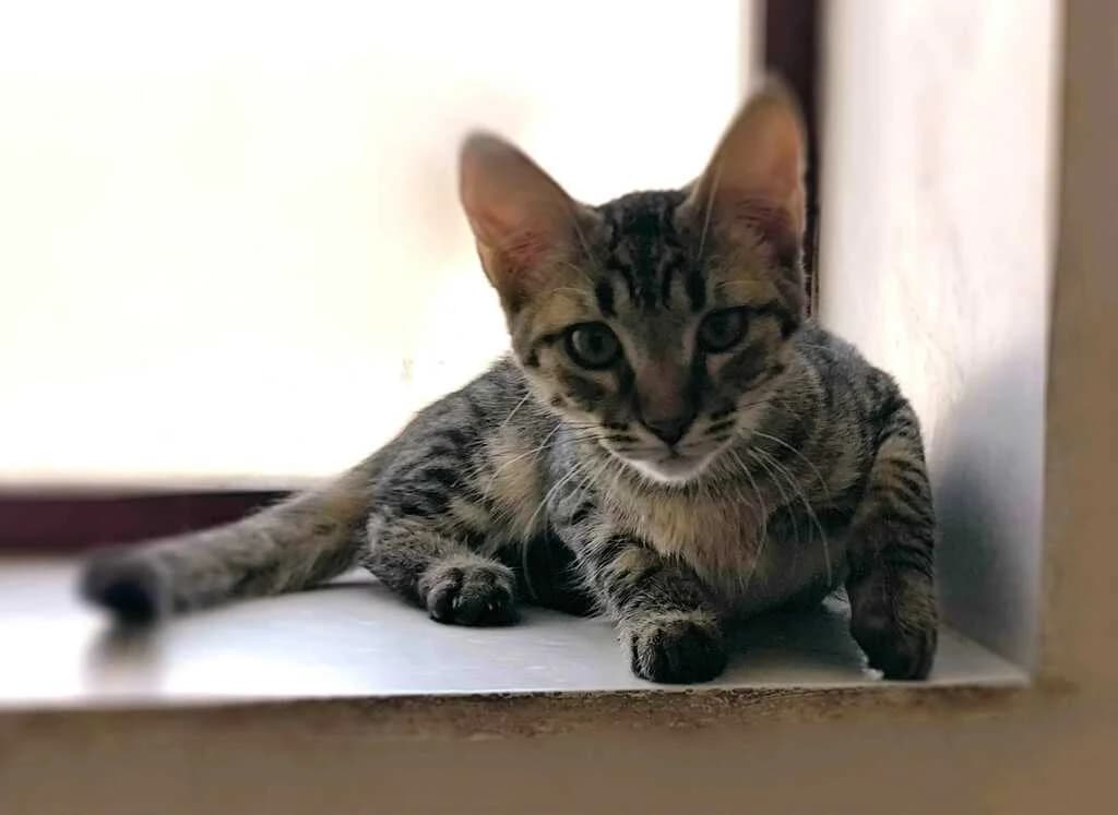 Roman, male Mixed Breed for adoption at El Arca de Noé Albacete