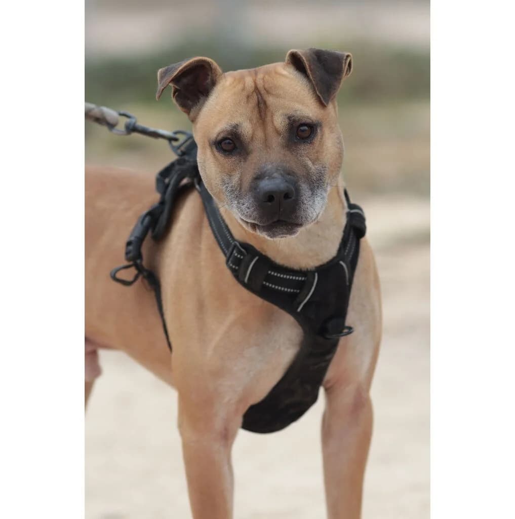 Jason, male 6yo Mixed Breed for adoption at El Arca de Noé Albacete
