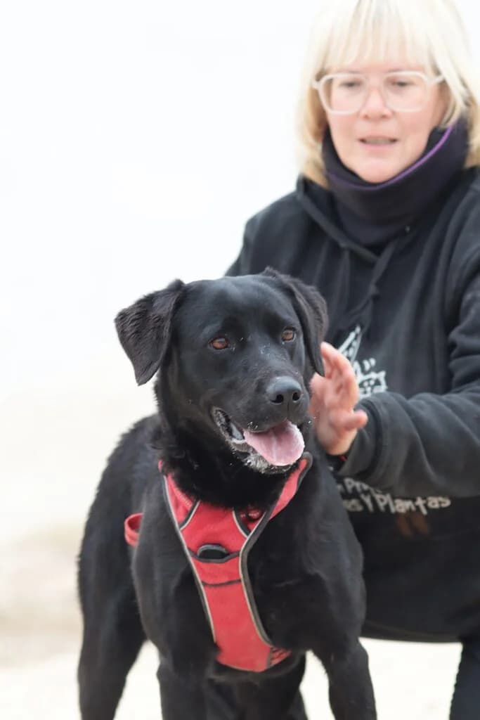 Ela, female 3yo Mixed Breed for adoption at El Arca de Noé Albacete