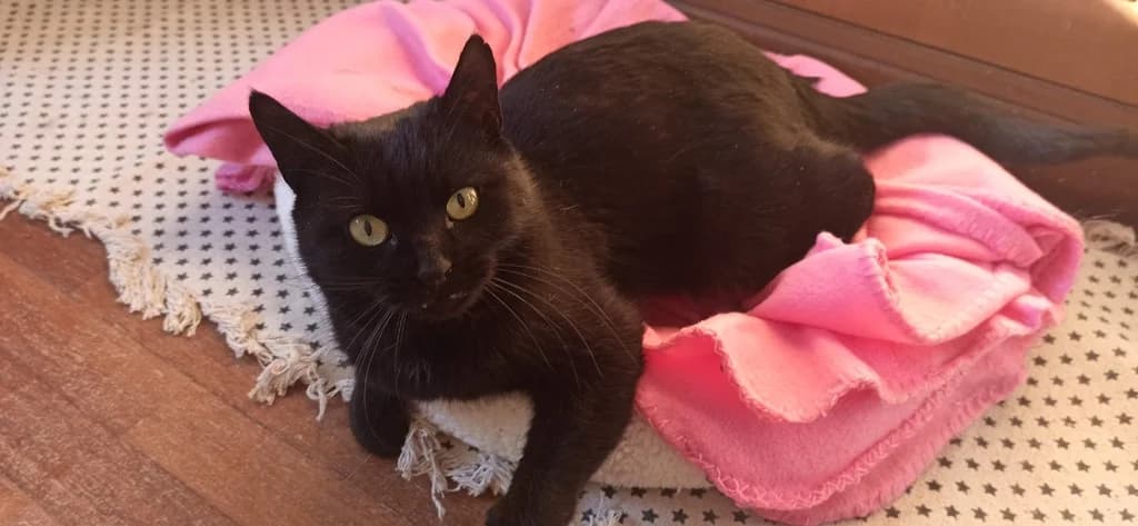 Olga, female 5yo European Shorthair for adoption at El Arca de Noé Albacete