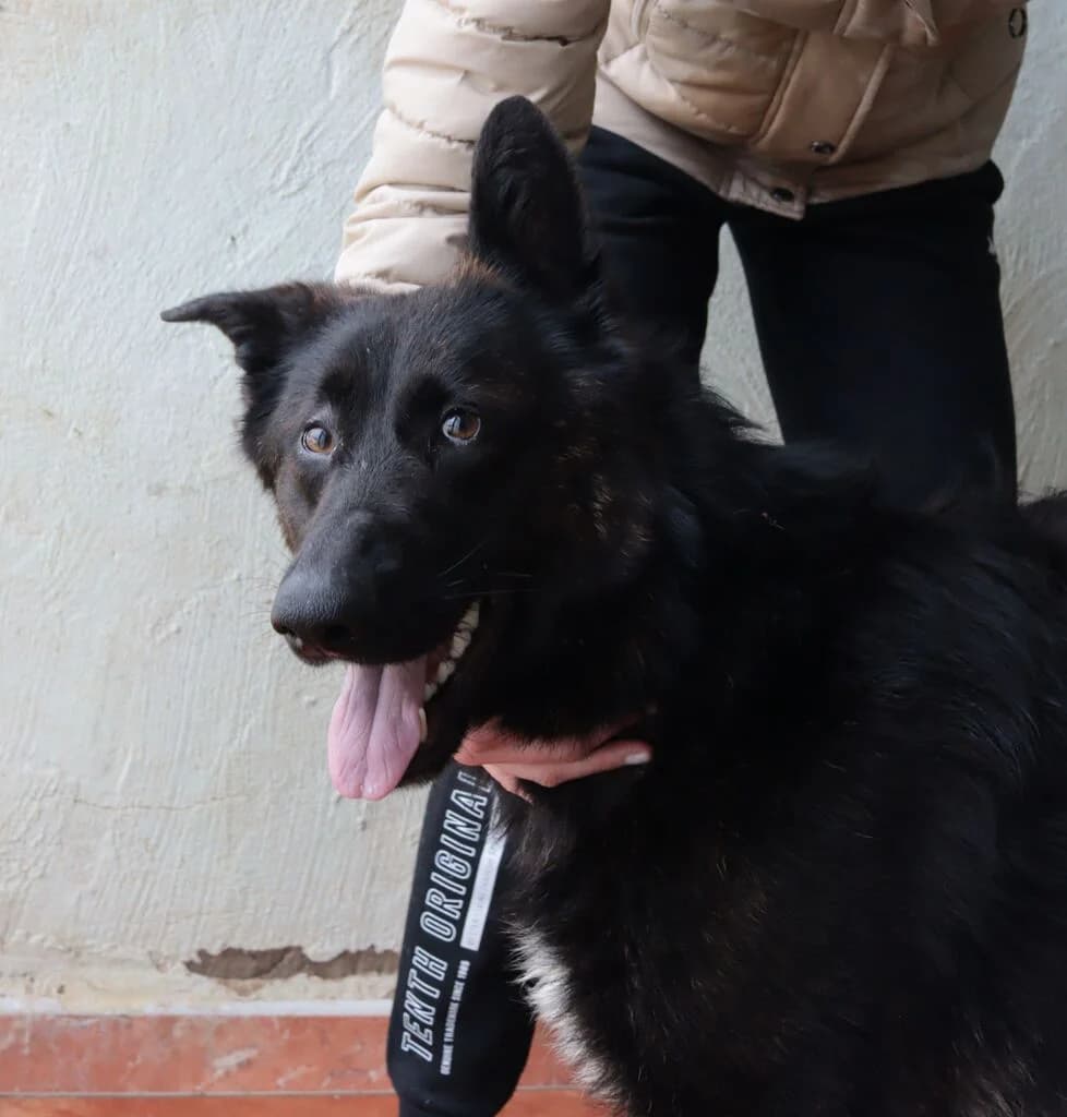 Carpanta, female young Belgian Malinois for adoption at El Arca de Noé Albacete