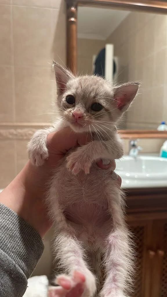 mozart, male mixed breed for adoption at El Arca de Noé Albacete