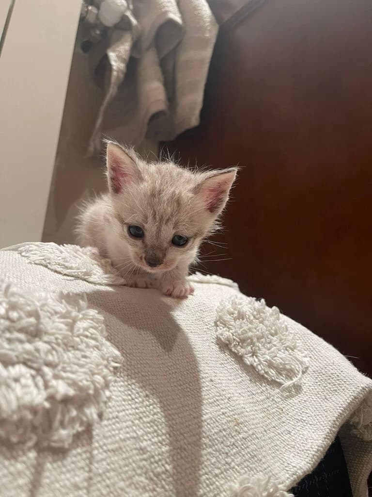 mario, male mixed breed for adoption at El Arca de Noé Albacete