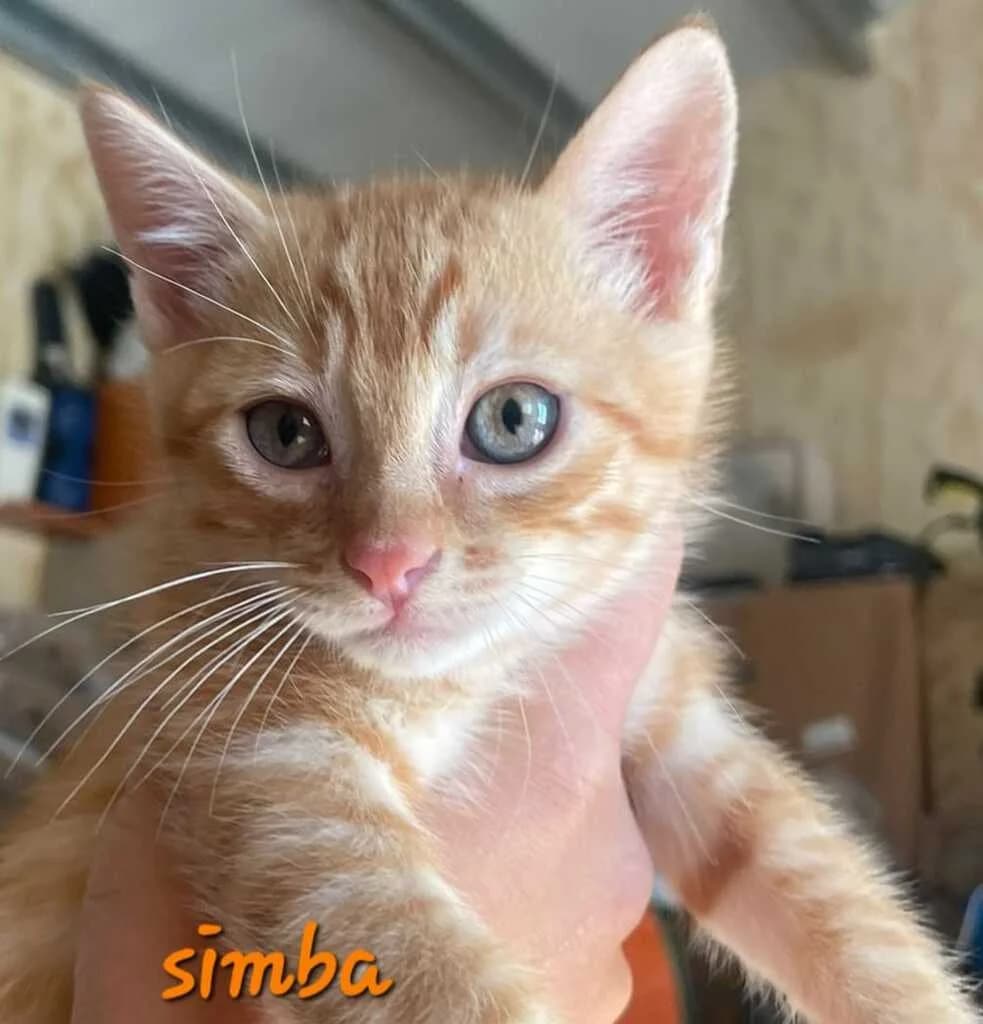 Simba, male young mixed breed for adoption at El Arca de Noé Albacete