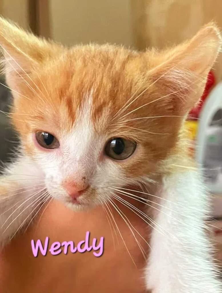 Wendy, female young mixed breed for adoption at El Arca de Noé Albacete