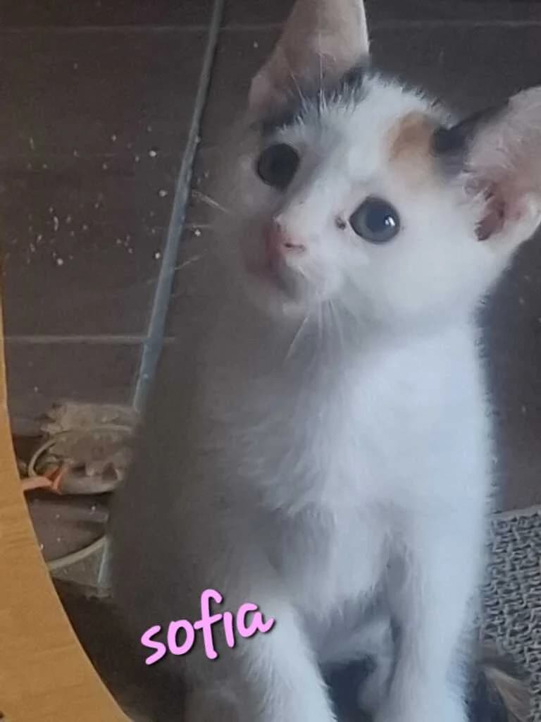 Sofía, female mixed breed for adoption at El Arca de Noé Albacete