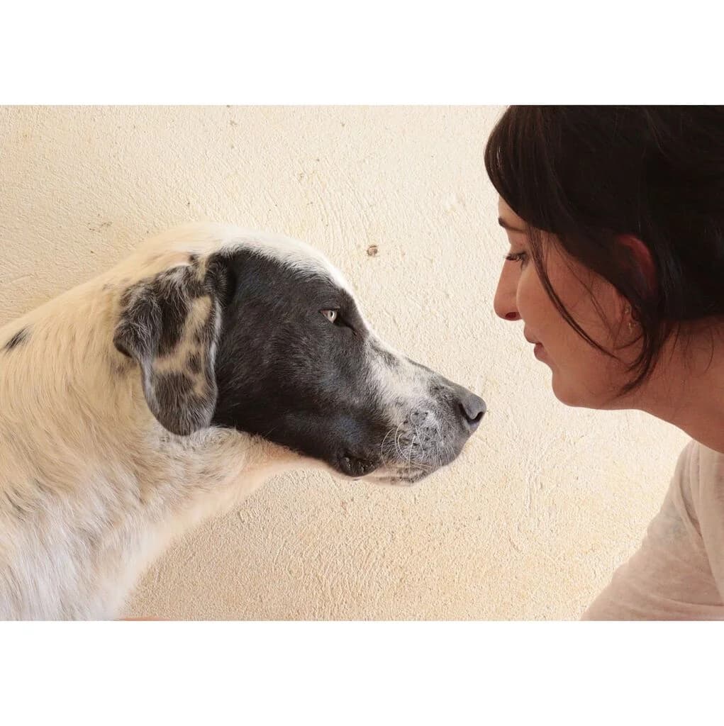 PERA, female young Mixed Breed for adoption at El Arca de Noé Albacete