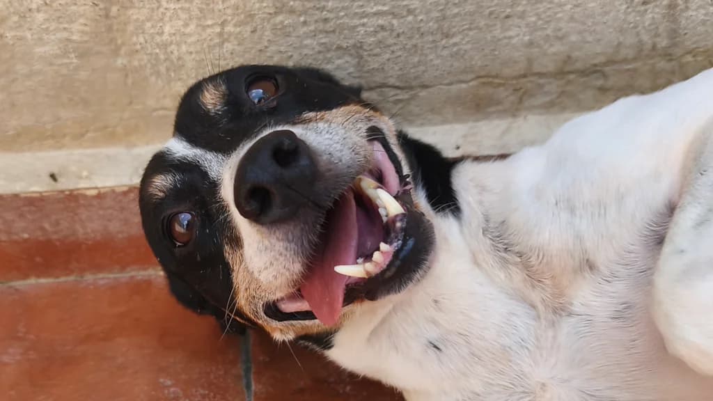 Soku, male senior mixed breed for adoption at El Arca de Noé Albacete
