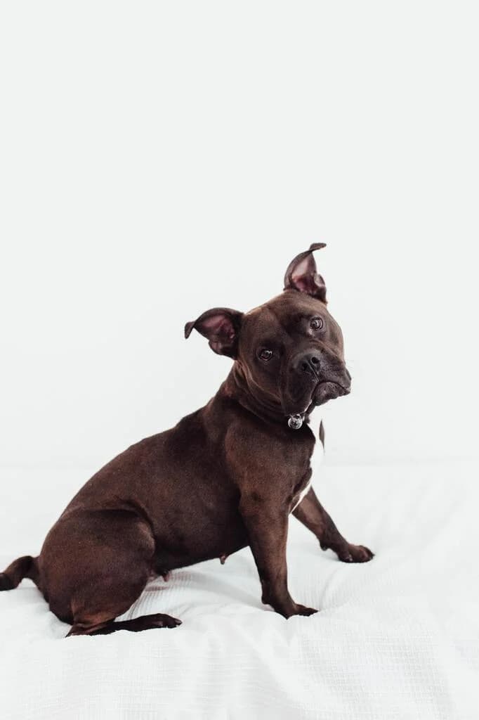 Neira, female 6yo American Bully for adoption at El Arca de Noé Albacete