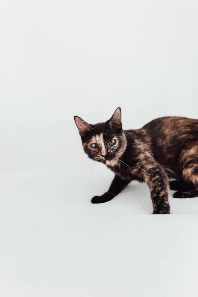 Quincy, female young Mixed Breed for adoption at El Arca de Noé Albacete