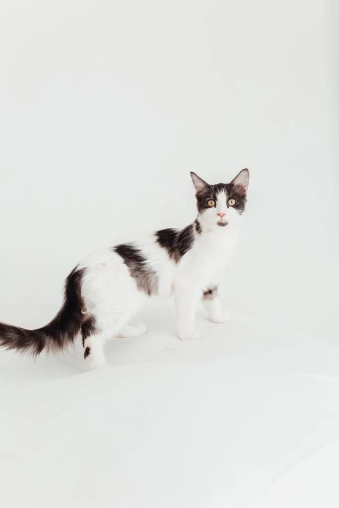 Carina, female Mixed Breed for adoption at El Arca de Noé Albacete